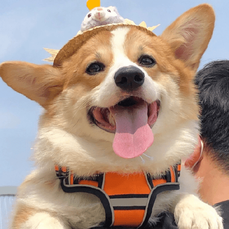 Github Charliejgy4 Pets - Premium Space Background Gallery - Desktop