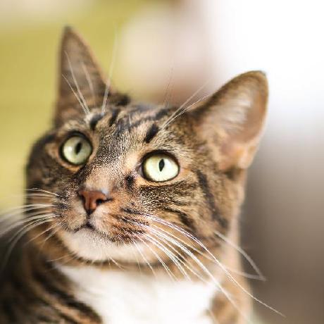 Vaughnned Vaughn Nedderman Github - Classic Colorful Art - Retina