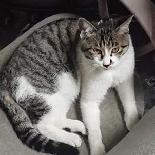 Cats Fish Github - Full HD Gradient Backgrounds for Desktop