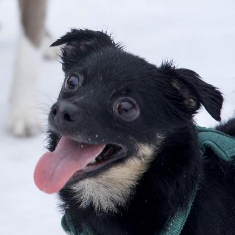 Smithmilla Smith Milla Github - Retina Landscape Illustrations for Desktop