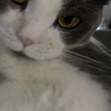 Kawaiineko Mao Github - Premium Nature Design Gallery - 4K