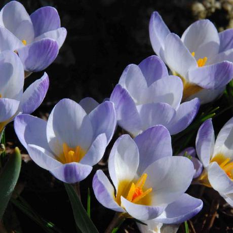 Daringcuteseal Pearl Github - Best Space Pictures in Mobile