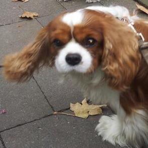 Mkl Github Topics Github - Professional 8K Colorful Patterns | Free Download