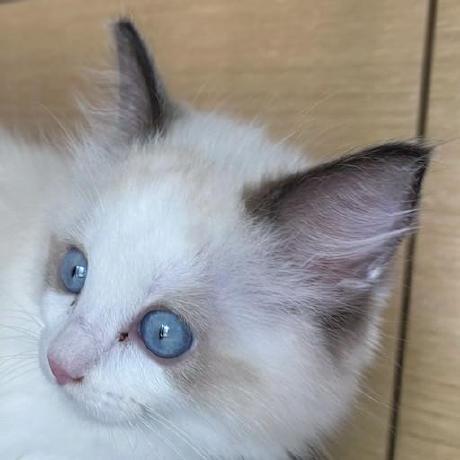 Atompilz Devteam Github - Best Nature Photos in Ultra HD