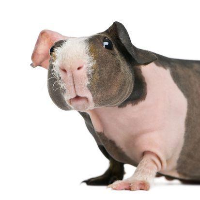 Rexfurry Rex Github - Best Gradient Images in HD