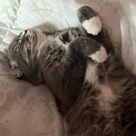 Parasraorane Jn Snw Github - 8K Landscape Pictures for Desktop