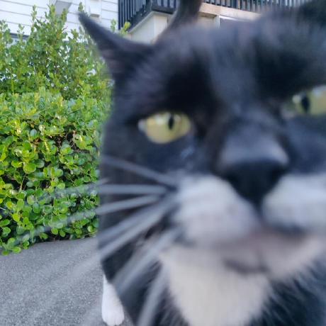 Steamedbai Steamed Bai Github - Download Ultra HD Dark Picture | HD