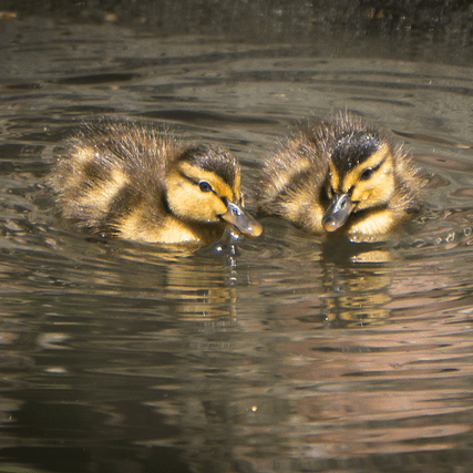 Github Cobeylab Influenza Immune Dynamics Code To Accompany The - Creative HD Space Textures | Free Download