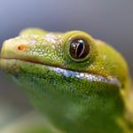 Lelopez Io Luis E Lopez Github - Ultra HD Light Illustrations for Desktop