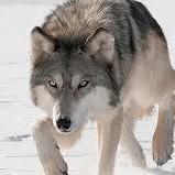 Erfanderakhshani Erfan Github - Amazing Ultra HD Nature Photos | Free Download