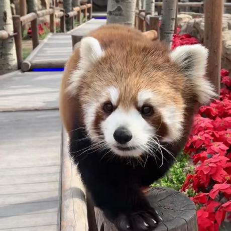 Github Kaesong Nan Goldenchallenges - High Resolution Vintage Patterns for Desktop