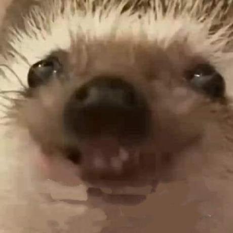 Github Lucas Chaix Quinten Project - HD Ocean Designs for Desktop