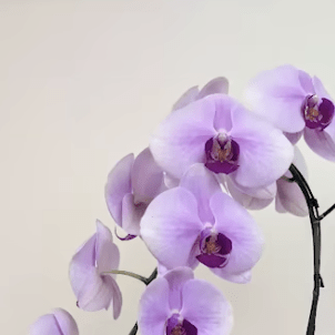 Kineticenergy2023 Paul Github - Gorgeous Minimal Picture - HD