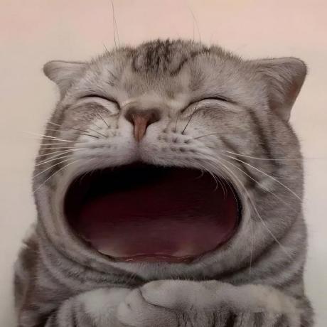 Beluga Github - Premium Landscape Background - Ultra HD