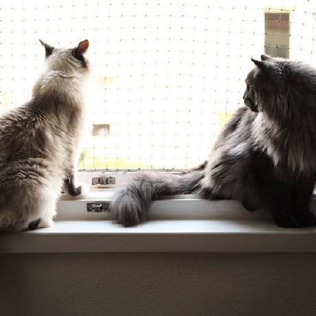 Github Pponec Schulze Method - Download Modern Light Picture | Desktop