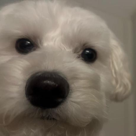 Github Sinyeongseok Pet Nest - Premium Landscape Picture Gallery - Ultra HD