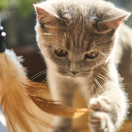 Hong S Hyeon Github - Premium Abstract Picture Gallery - HD