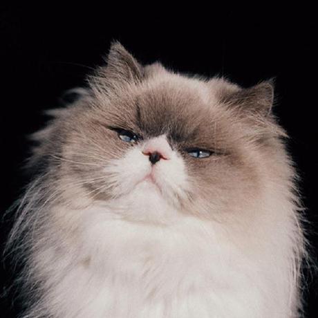 Te 9004089929 Github - Light Background Collection - 8K Quality