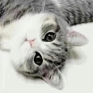 Github Zuimaocat Datacat - Best Gradient Patterns in HD