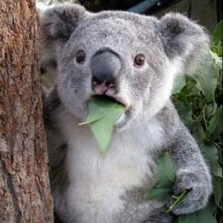 Scr Issue 6 Asterecho Nixie Github - Best Mountain Patterns in Retina