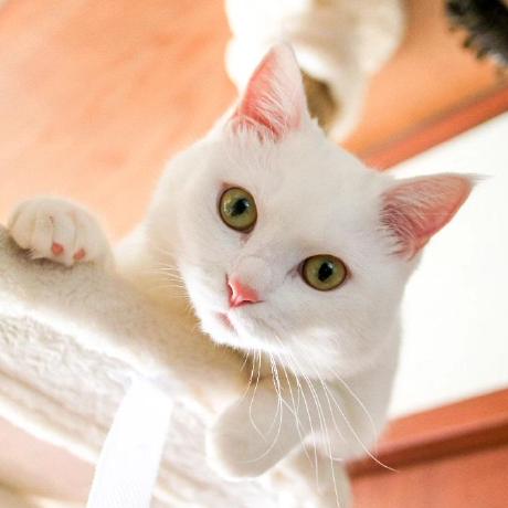 Bonds Tomoko Murakami Github - Download Professional Mountain Photo | Desktop