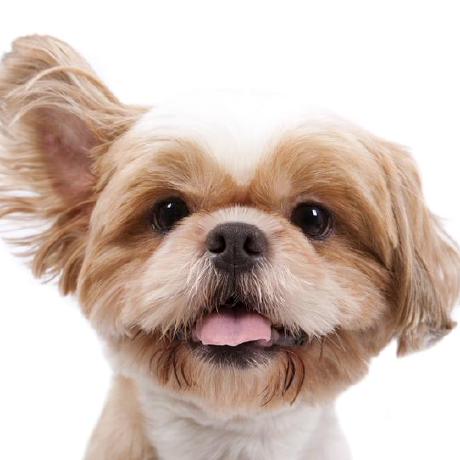 Hongkai Yu Hongkai Github - Best Light Patterns in Desktop