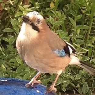 Pcxmac Ciaran Github - Premium Gradient Illustration Gallery - 4K