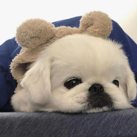 Yunxiaobaobei Bigbear Github - Premium Nature Photo Gallery - Full HD