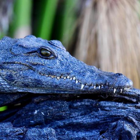 Caiman Fi Caiman Service Account Github - Modern Retina Ocean Pictures | Free Download