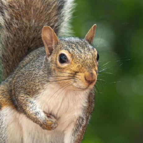 Senkei Jin Github - Perfect Gradient Illustration - Desktop