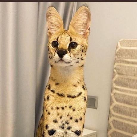 Deka Github - Best Space Patterns in Mobile