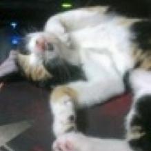 Github Satoren Kaguya C Binding To Lua - Stunning HD Mountain Pictures | Free Download