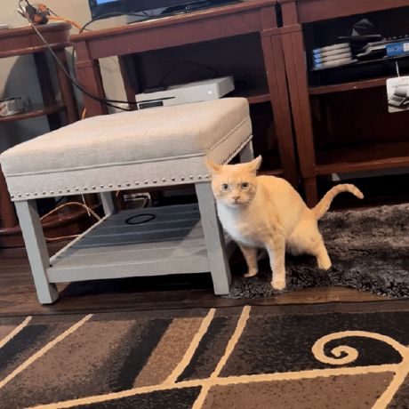 Tena Nih Tena W Github - Best Space Designs in Retina