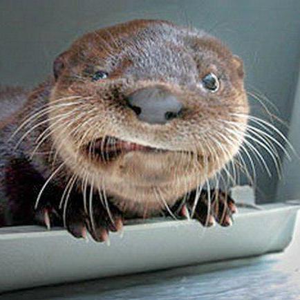 Alexiswal Alexis Wallon Github - Gorgeous City Design - Desktop