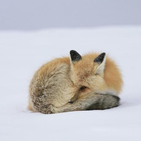 Github Riothomas Yurika Nem12 Reader - Premium Dark Wallpaper - High Resolution