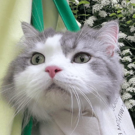 Myuzhao Myuzhao Github - Ultra HD Retina Abstract Arts | Free Download