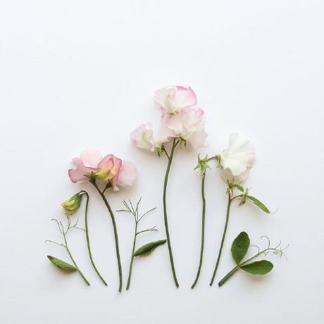 Annabaginski Anna Baginski Github - Premium Light Image Gallery - Mobile