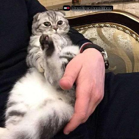 Github Aslbek Dev Librarymanagment Web - Mountain Arts - Gorgeous 4K Collection