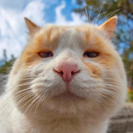 Xiaohongred Xiaohong Github - Best Nature Illustrations in High Resolution