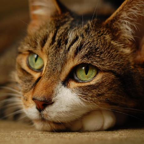 Vbachh43 Viet Bach Github - Best City Pictures in Desktop