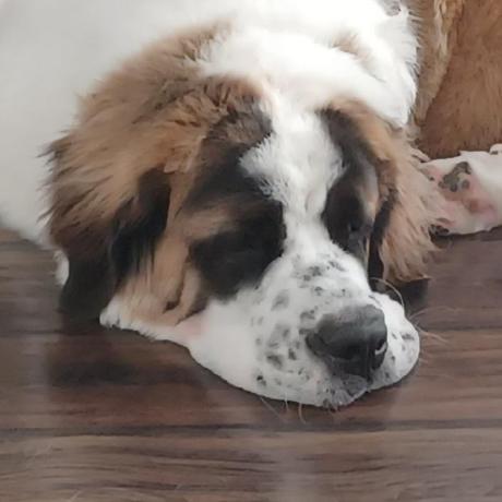 Denisehanono Denise Github - Elegant Landscape Background - Mobile