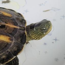 Royal Terrapin Github - Retina Landscape Images for Desktop