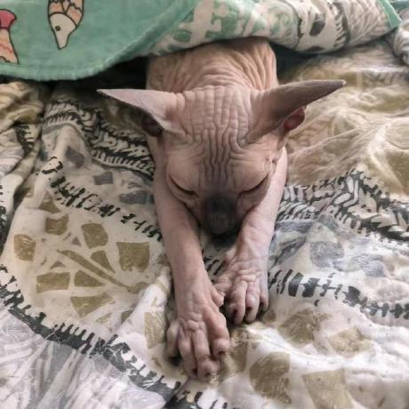 Bobchenyx Yixiao Chen Github - 4K Sunset Patterns for Desktop