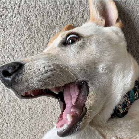 Pupeatstadpoles Pup Github - Best Ocean Wallpapers in HD