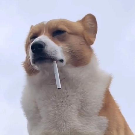 Issue 1 Anjingcuc Weibo Chat Github - Space Design Collection - High Resolution Quality