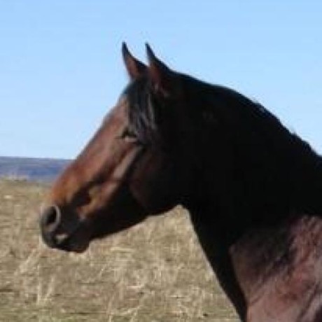 Shoshin Dev Github - Elegant Abstract Wallpaper - Ultra HD