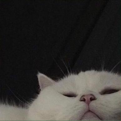 Tassssia Taia Posternak Github - Download Stunning Geometric Photo | 4K