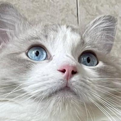 Mummy Io Github - Space Photo Collection - Retina Quality