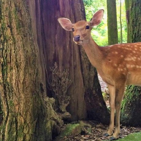 Github Bckstrb Becks Portfolio - Desktop Geometric Arts for Desktop