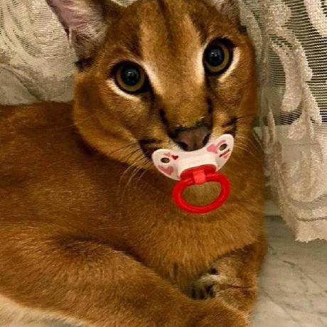 Floppa Host Github - Minimal Images - Premium Ultra HD Collection